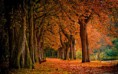 /album/autunno-e-i-suoi-frutti/autunno-e-frutti-autunnali-3-jpg/